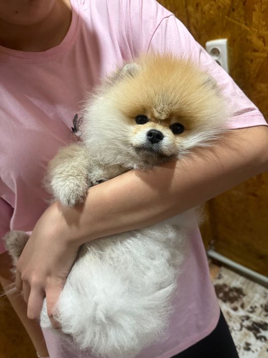 Померанский шпиц