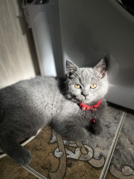 Британская котёнок