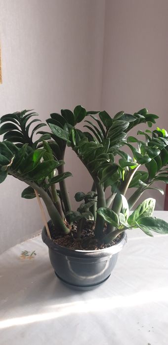 Замиокулькас Зензи