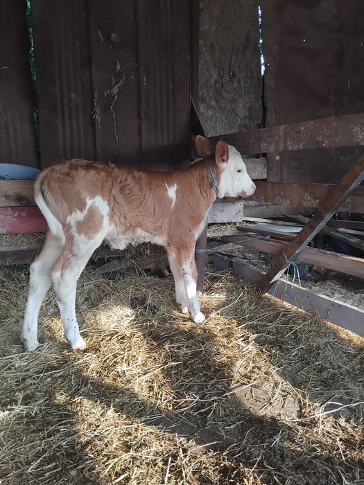De vânzare vițică bălțată românească de doua săptămâni