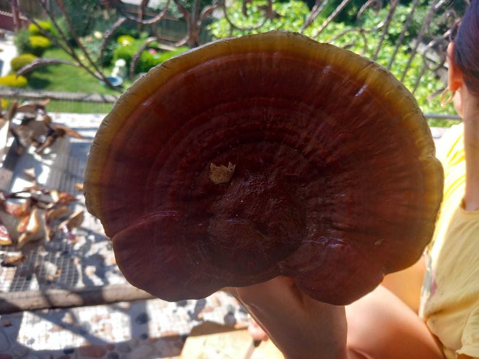 coada curcanului si ganoderma reishi