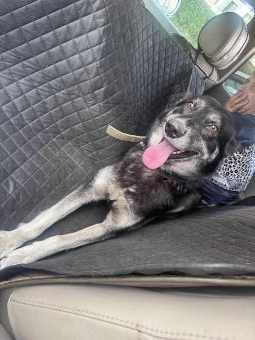 Отдам собаку даром