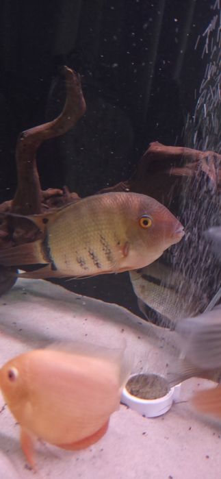 Продам цихлиду северум