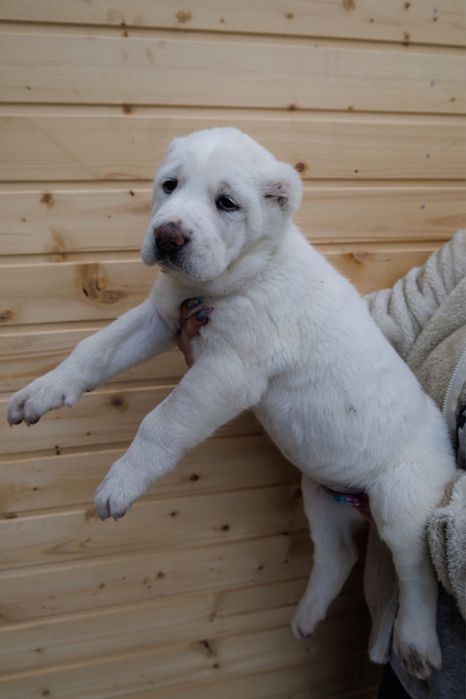 Продам щенков Алабай