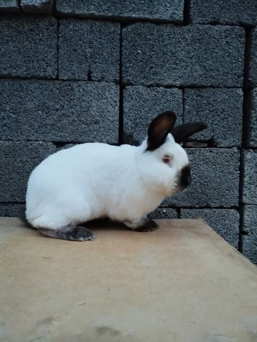 Продам евро калифорния