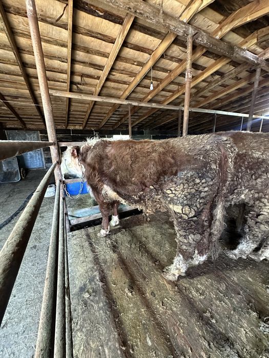 Откорм букалар сатылат