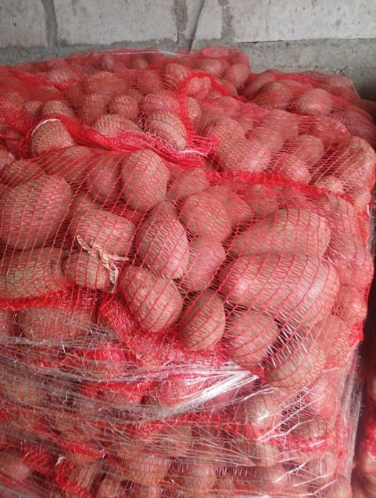Cartofi noi de consum