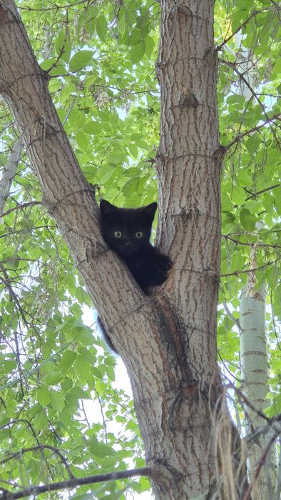 Отдам котика в добрые руки