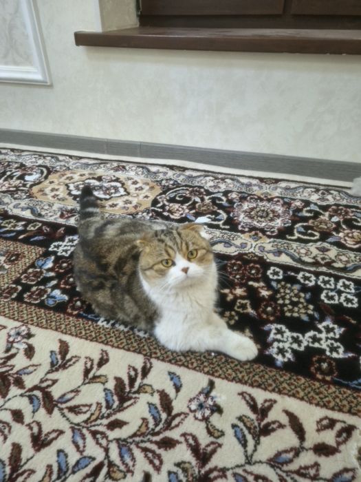 Вязка ваязка шотландская вислоухая фолд ! Жинси угил Телеграмдан ёзсел