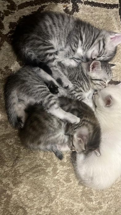 Котята ищут любящих хозяев!