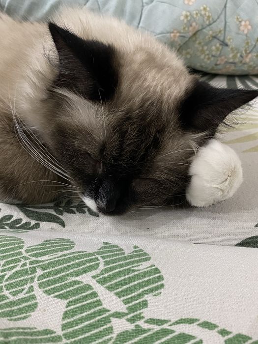 Отдам даром кошку