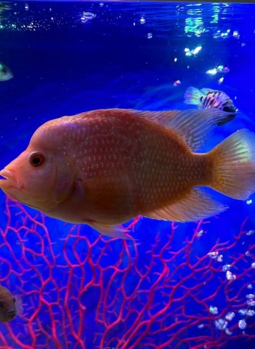 Продаётся Рыбка Цихлазома цитроновая