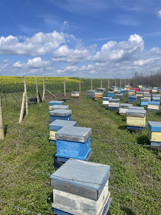 Продавам пчелен мед.