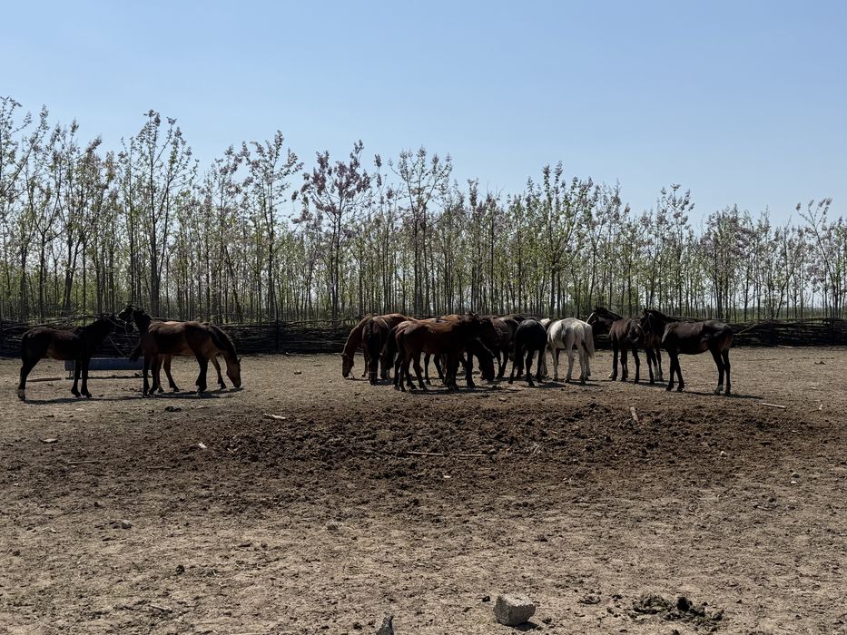 От сотилади/ Продаются лошади