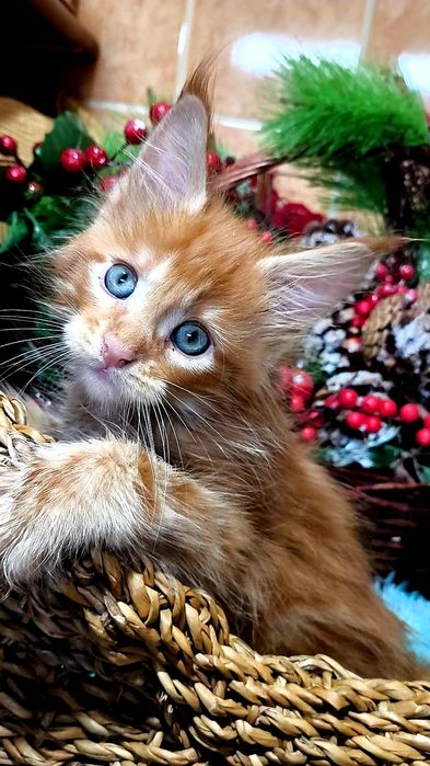 МЕЙН КУН ! Домашняя Рысь!