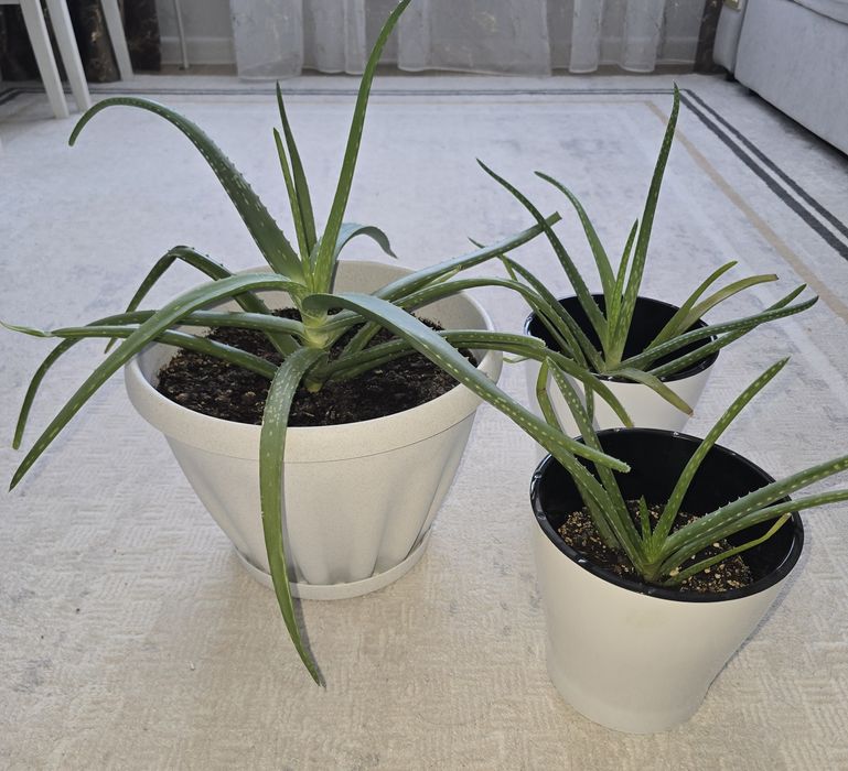 Алое разные размеров