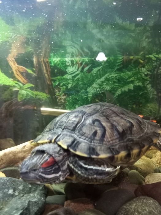 Красноухая черепаха