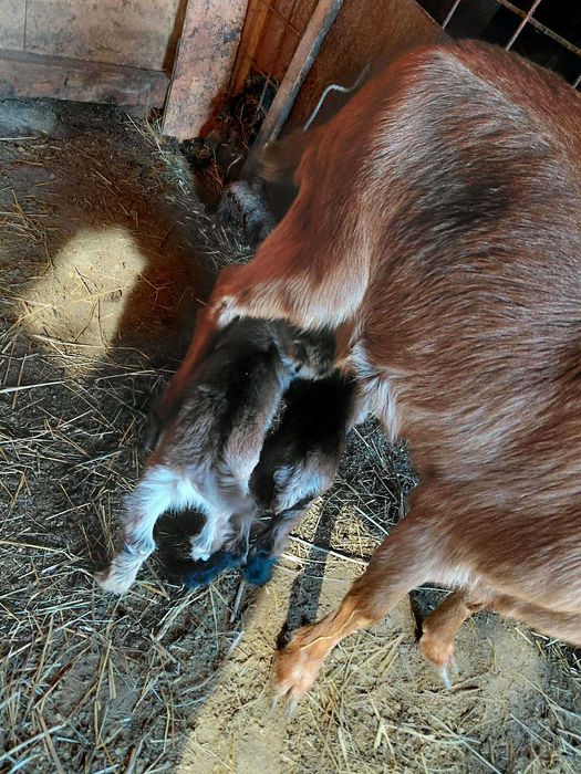 Vând capre tinere cu iezi