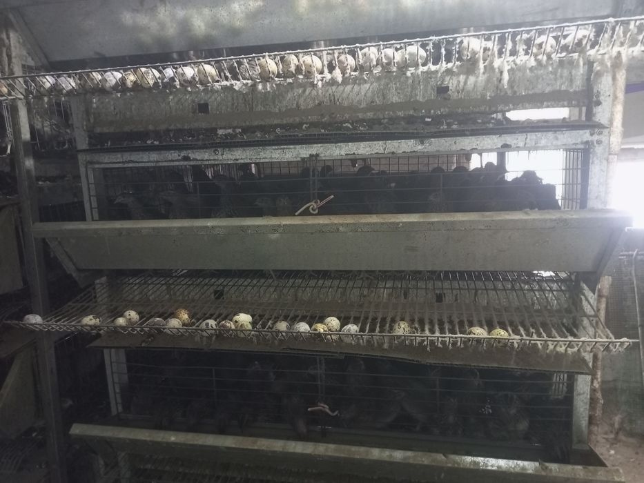 Bedanalar sotiladi kataklari bilan