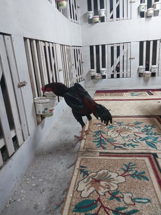 Продам дакана китаи шамо микс