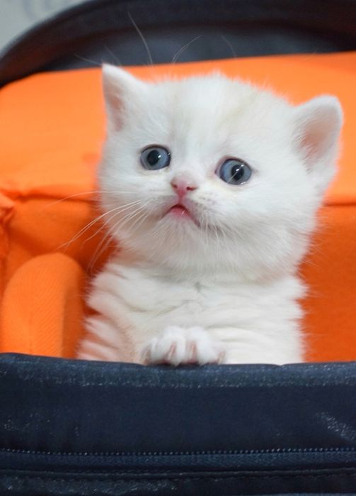 Котята шотландской породы