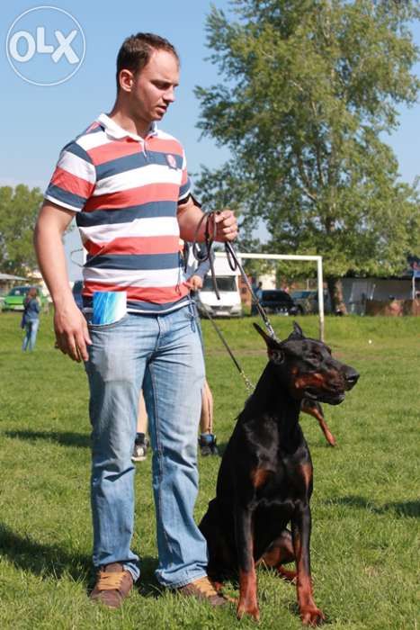 Dresaj Bucuresti (instructor atestat)