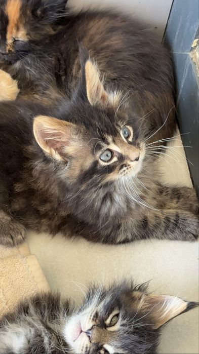 Премиальные котята Maine Coon | Элитная порода