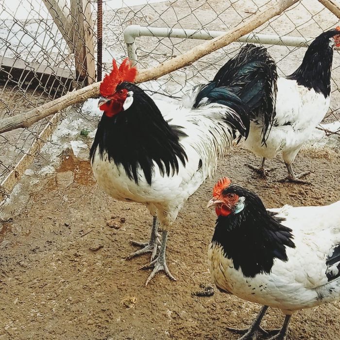 Гусийные и курийные яйца на инкубатор