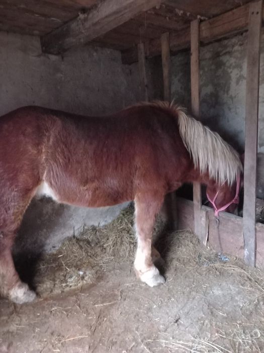 Vând mânz 1 an si 9 luni