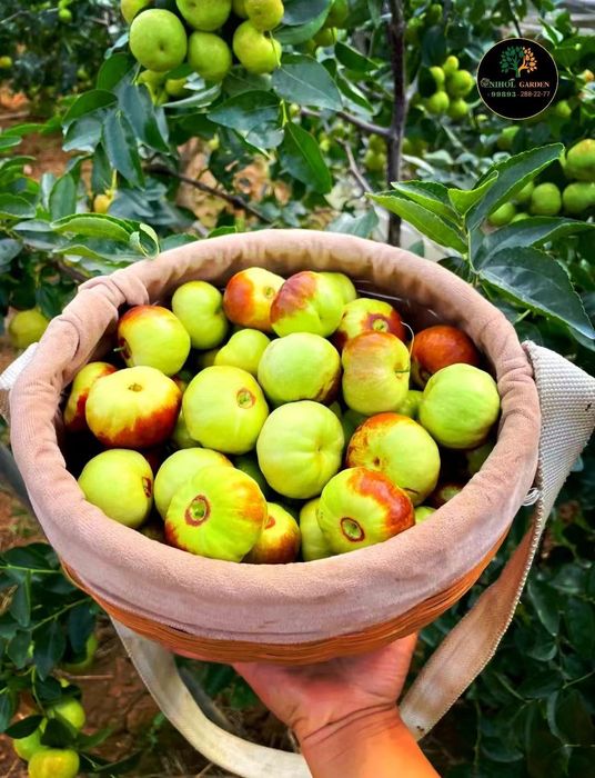 Зизифус жийда привитий