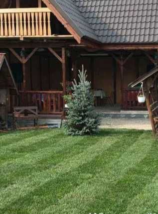 Gazon Natural de Pepinieră – Rezistență și Estetică