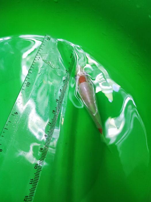 Crap koi pești ornamentali iaz coi carași