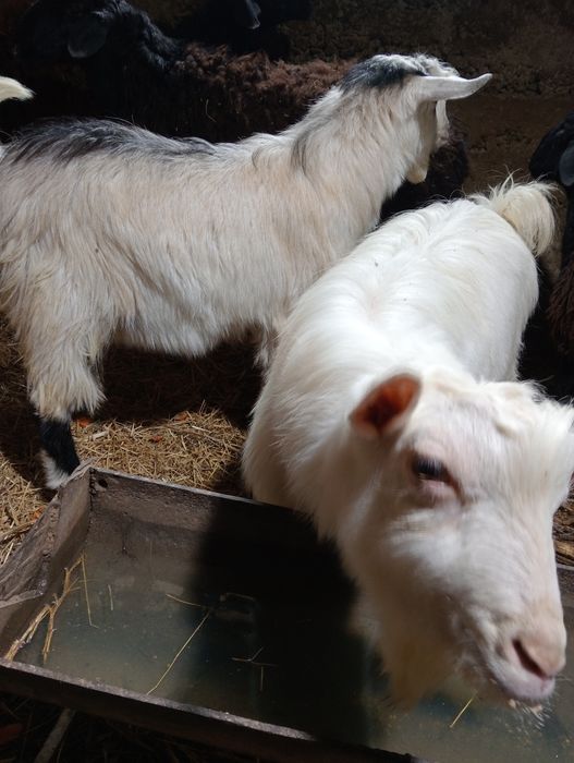 Казел и каза откормленные