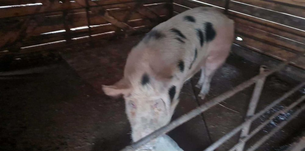 Свиня майка бременна на 1 месец