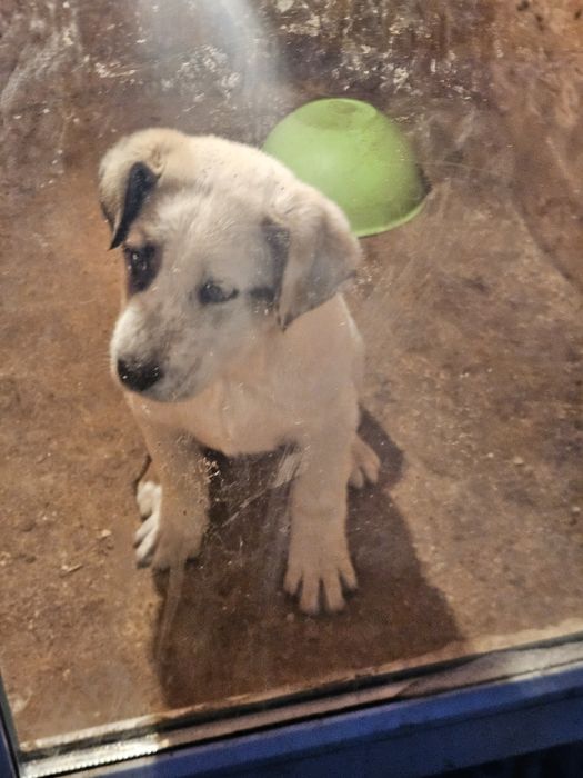 Шенок алабай девочка