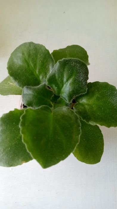 Детки фиалки AB-"Сердце матери"