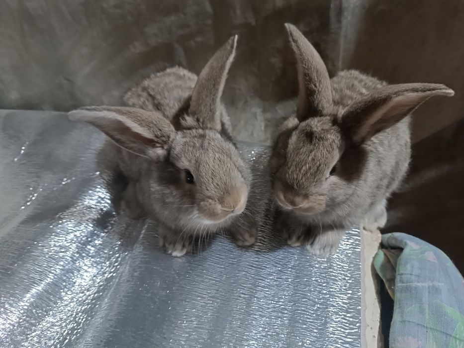 Quyonlar sotiladi velikan