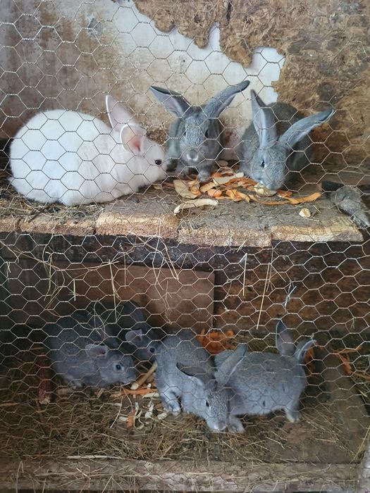 Pers fiz vand iepuri