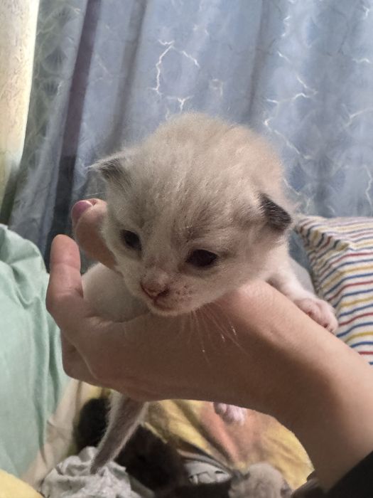 Котята сфинкс + сиамские