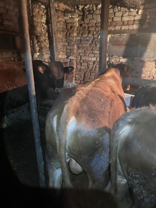 Продам 7 бычков!!!