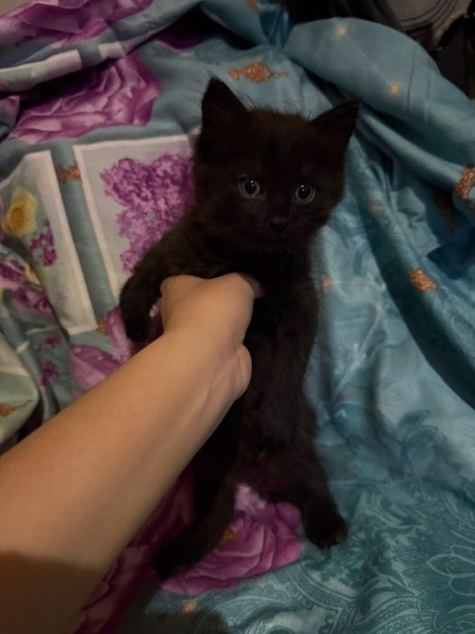 котята ищут новый дом
