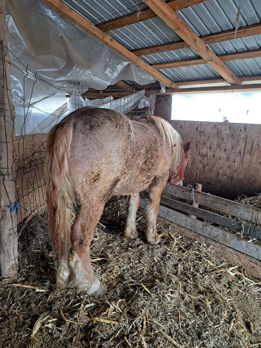 Manz de un an jumate