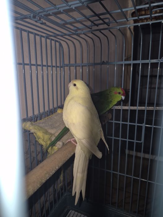 Двойка дружелюбни папагали