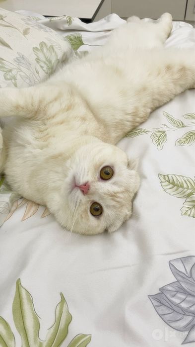ВЯЗКА, приглашаем кошечек на вязку