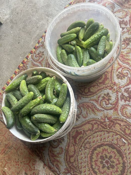 Vand castraveti de gradina