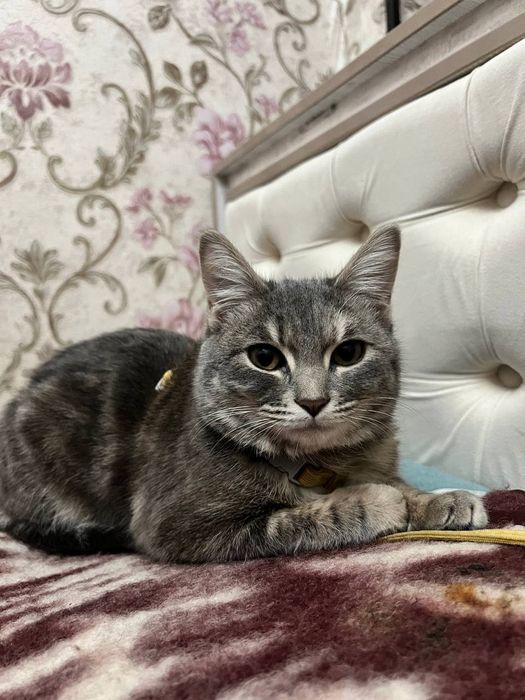 Мушук зотдор скоттиш страйт