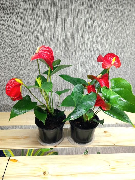 Продам Антуриум Адрианум