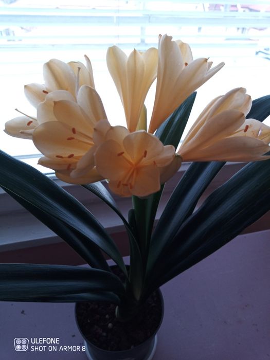 Продавам жълта кливия. Алое Arborescens и Алое Barbadensis