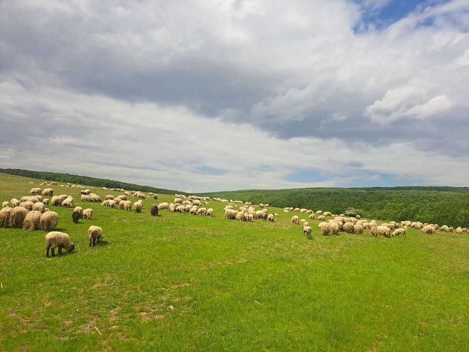 Oi țurcane de vânzare