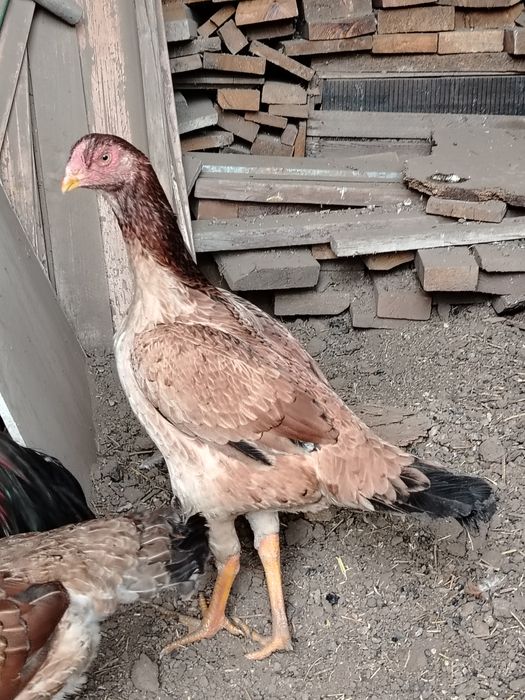 Дакан курочка молодая